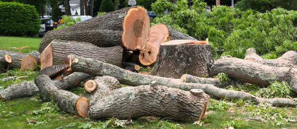 Best Fruit Tree Pruning  in Sunset, LA